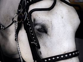 Horses: New Foreclosure Victims